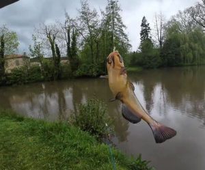 Barbotte Jaune