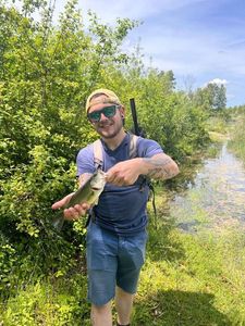 Largemouth Bass