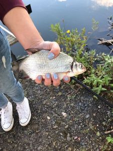 Common Bream