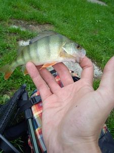 European Perch