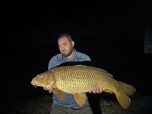 Common Carp