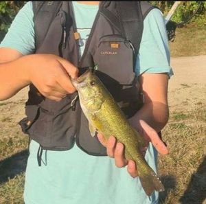 Largemouth Bass