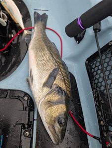 European Bass (Seabass)