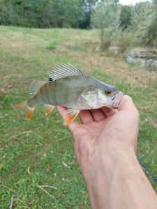 European Perch