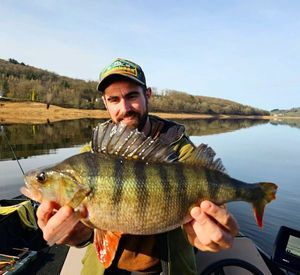 European Perch