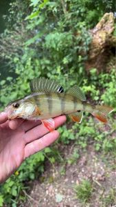 European Perch
