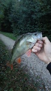 European Perch
