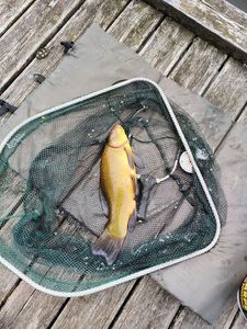 Tench