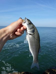 European Bass (Seabass)