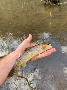 Brown Trout