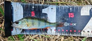 European Perch