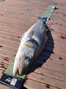 European Bass (Seabass)