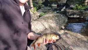 European Perch