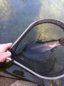 Rainbow Trout