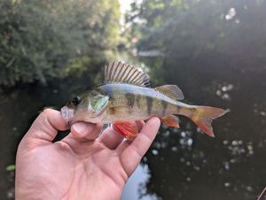 European Perch