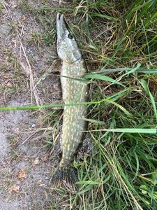 Northern Pike