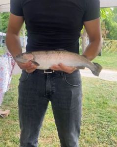 Rainbow Trout