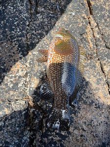 Ballan Wrasse