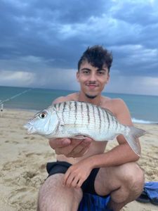 Sand Steenbras