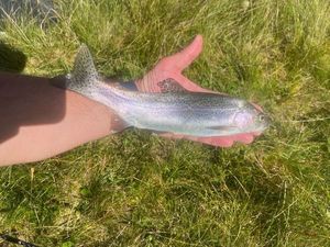 Rainbow Trout