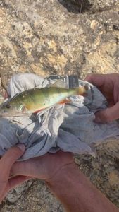 European Perch