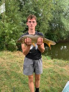 Common Carp