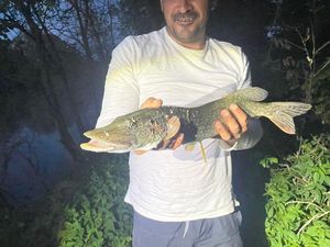 Northern Pike