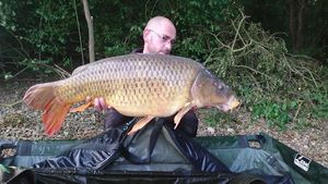 Common Carp