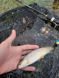 Brown Trout