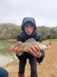 Zander