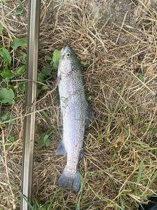 Rainbow Trout