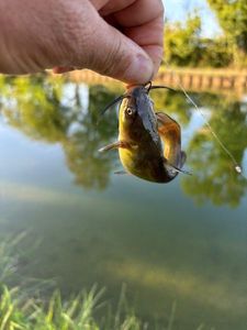 Black Bullhead