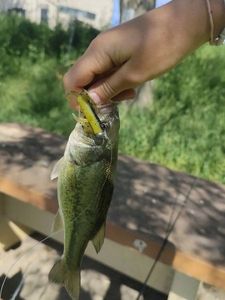 Largemouth Bass