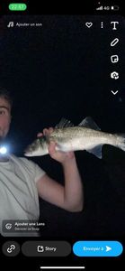 European Bass (Seabass)