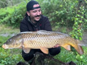 Common Carp
