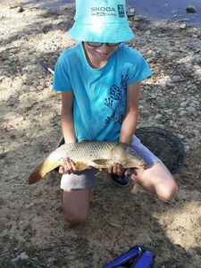 Common Carp
