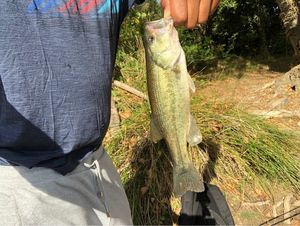Largemouth Bass