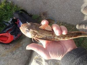 Grey Gurnard