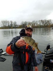 European Perch