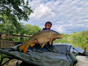 Common Carp