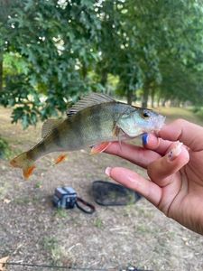 European Perch