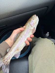 Rainbow Trout