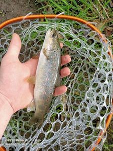 Brown Trout