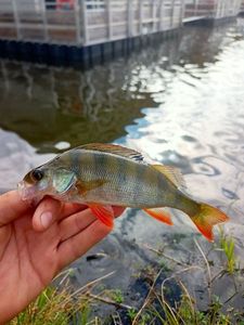 European Perch