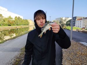 European Perch