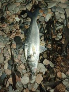 European Bass (Seabass)