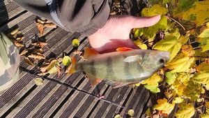 European Perch