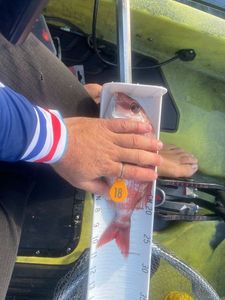 Red Porgy