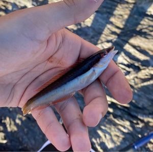 Mediterranean Rainbow Wrasse