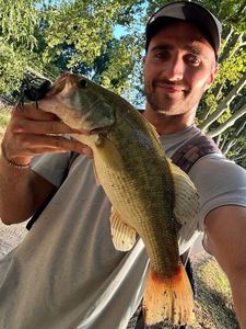 Largemouth Bass